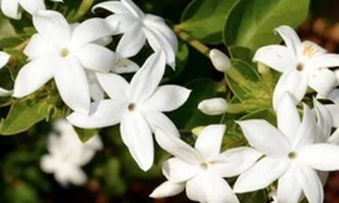 Loại cây giúp khu vườn thơm ngát suốt hè: Ai cũng nên trồng vì quá dễ chăm!