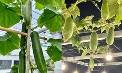 Vợ chồng ở TP.HCM gây sốt với khu vườn trên sân thượng, vừa có rau sạch ăn, vừa là nơi "hâm nóng" tình cảm cực lãng mạn