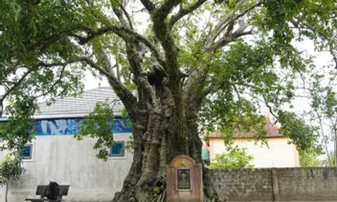 5 cây thị rỗng ruột gần 700 năm tuổi ở Nghệ An vẫn tươi tốt, cho quả đều