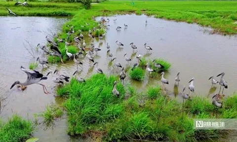 Cận cảnh đàn chim quý xuất hiện tại cánh đồng ở Huế