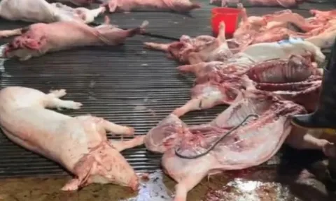 Công ty Cổ phần Dịch vụ Suất ăn Công nghiệp Hà Nội lên tiếng về việc có ký hợp đồng với Cường Phát