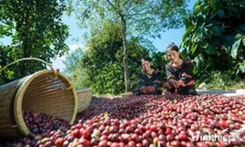 "Đại gia" Gia Lai muốn vượt bầu Đức, trồng 24.000ha cà phê lớn nhất thế giới là ai?