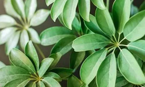 4 loại cây vừa “trấn trạch”, vừa làm thuốc, nên trồng trong nhà