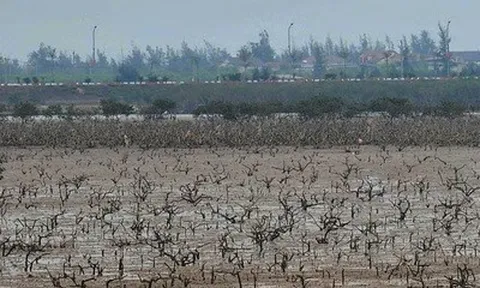 Rừng ngập mặn ở Hà Tĩnh chết bất thường: Đã có kết quả quan trắc môi trường nước