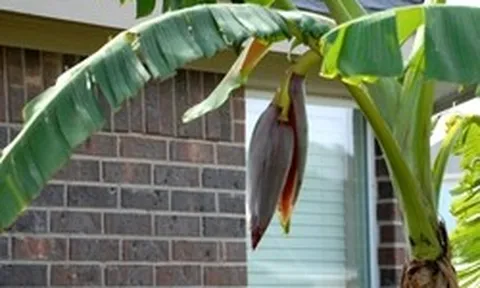 Lời khuyên đến các gia đình đang trồng cây chuối