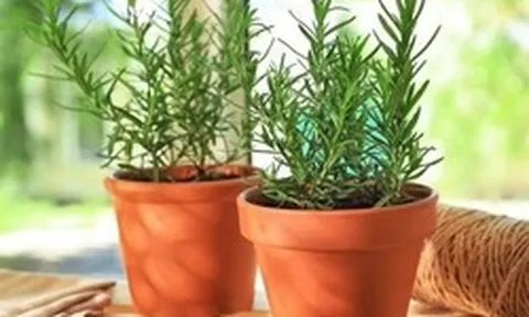 5 loại cây cảnh mà người trên 40 tuổi nên trồng để tăng cường sức khỏe, gia đình thêm thịnh vượng