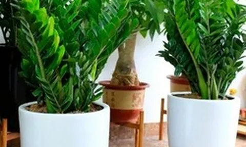 5 cây nên trồng trong nhà