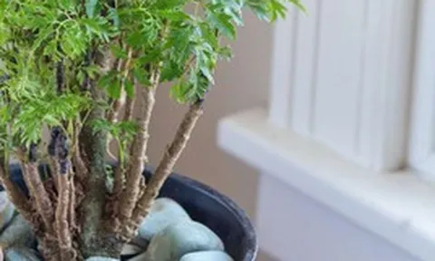 6 lý do vì sao bạn nên trồng 1 cây đinh lăng trong nhà