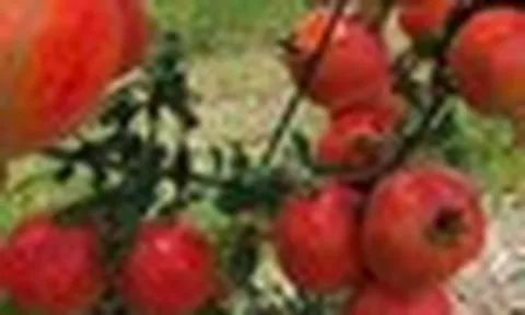 Tin vui cho 'tín đồ' trái cây ngoại: 2 loại quả nổi tiếng của Ấn Độ sắp vào Việt Nam, hứa hẹn giá 'vừa túi tiền'