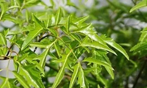 3 ý nghĩa phong thủy khiến người xưa chọn trồng cây đinh lăng trước nhà