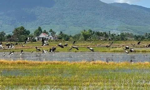 Hàng trăm con cò quý hiếm bay trên cánh đồng, bí thư xã cảnh báo người dân