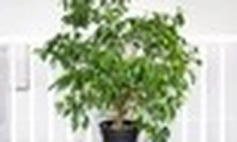 8 loại cây chớ nên trồng trong nhà