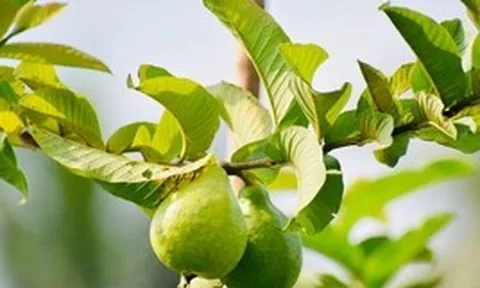 3 công dụng của lá ổi, biết để tận dụng ngay
