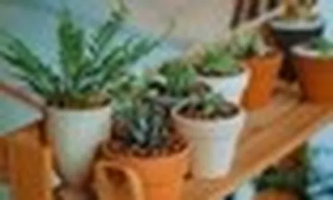 5 loại cây không nên trồng trong nhà