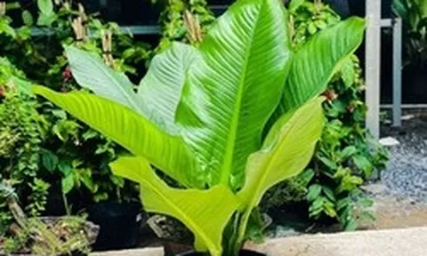 5 lợi ích khi trồng cây đại phú gia