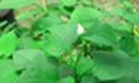 Vì sao người xưa thường trồng cây diếp cá quanh nhà?