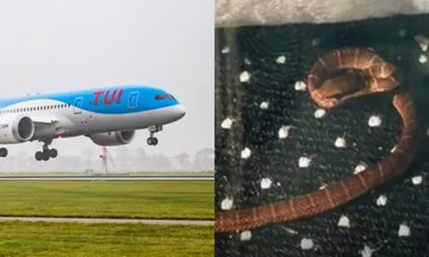 Con rắn mất tích trên máy bay chở 345 hành khách, chuyên gia ráo riết tìm
