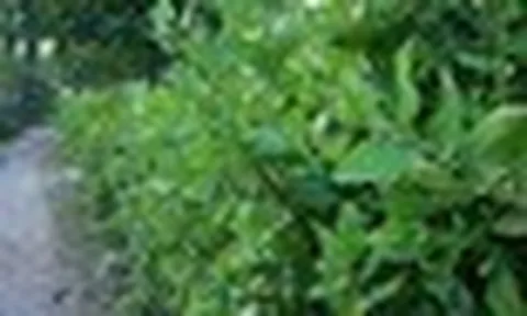 Loài cây mọc đầy ở hàng rào, bờ bụi: Nấu được nhiều món ăn, công dụng khiến không ít người bất ngờ