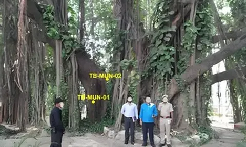Cây đa gần 700 năm tuổi vẫn xanh tốt, nuôi dưỡng cả một hệ sinh thái
