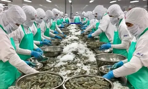 "Ông lớn" ngành tôm một thời ghi nhận doanh thu chưa tới 200 triệu đồng