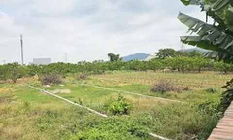 Quảng Ninh: 317 hồ sơ chuyển từ đất nông nghiệp sang đất ở, phường giải trình thế nào?