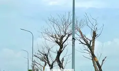 Hai dự án gần 9 tỷ đồng chưa bàn giao, nhiều cây xanh đã chết: Chủ đầu tư nói gì?