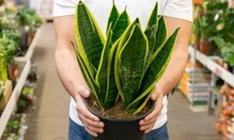 5 lý do vì sao nên trồng một cây lưỡi hổ trong nhà