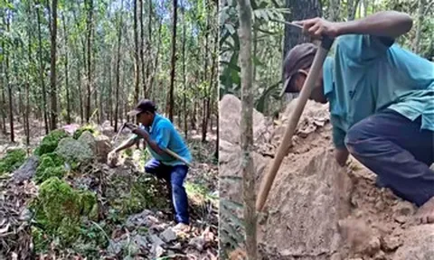 Luồn rừng đào 'sung thần dược', 'vàng đen', U50 Đồng Nai thu tiền triệu