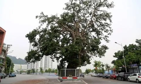 Lý do cây đa trăm tuổi đứng giữa đường bao biển đẹp nhất Quảng Ninh