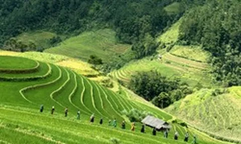 Cảnh tượng bất ngờ xuất hiện giữa cánh đồng ruộng bậc thang ở Mù Cang Chải