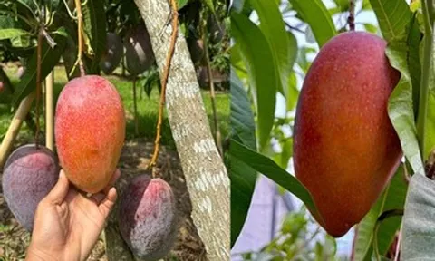 Thuần dưỡng trứng của mặt trời, nông dân TPHCM bán tới 600.000 đồng/quả