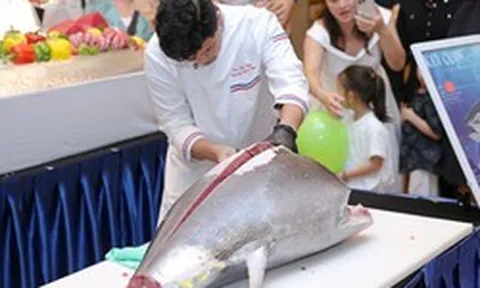 "Vua cá ngừ" 60kg vừa đáp chuyến bay từ Nhật Bản xuống Hà Nội: Giá khoảng 75 triệu đồng, đầu bếp dùng dao Nhật xẻ ngay trước thực khách