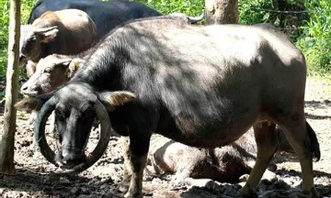 Trâu cái bán hoang dã có cặp sừng mọc ngược, ôm trọn phần đầu gây chú ý
