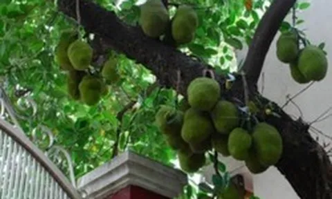 Vì sao nhiều gia đình trồng mít trong sân? Hóa ra không chỉ để lấy quả