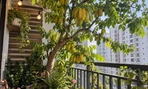 Tin vui cho những người đang trồng cây khế
