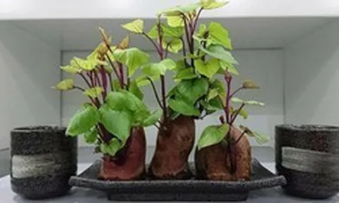 Nhiều gia đình trồng rau khoai lang trong nhà, hóa ra không chỉ để lấy ngọn ăn