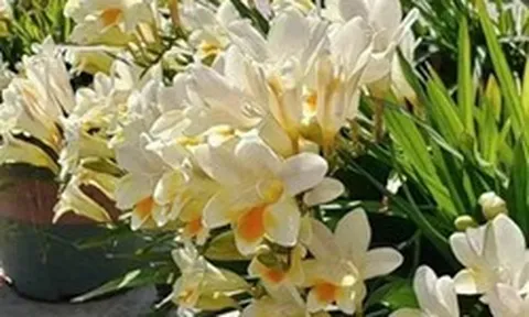 5 loài hoa cứ bung nở là cả căn nhà như được ướp hương, thơm đến mức hàng xóm đi ngang phải chạy vào hỏi xin một nhánh