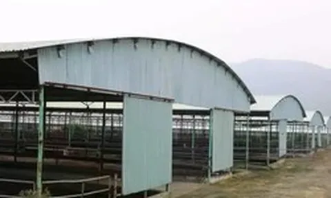 Đấu giá, thu hồi nợ 'siêu dự án' chăn nuôi bò ở Hà Tĩnh