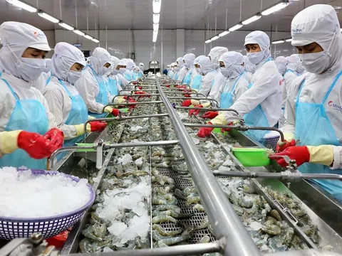 Thủy sản Minh Phú đặt mục tiêu tham vọng sau 2 năm thua lỗ