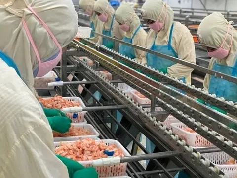 Doanh nghiệp xuất khẩu tôm lớn nhất nhì Việt Nam bị áp thuế cao bất thường tới 35,29% từ Mỹ
