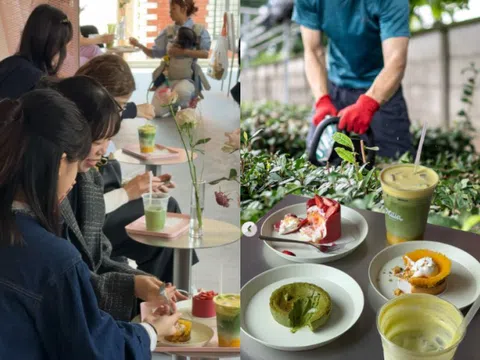 Nông dân trồng trà ở Nhật Bản kiệt sức trước xu hướng "sơ hở là matcha" của giới trẻ
