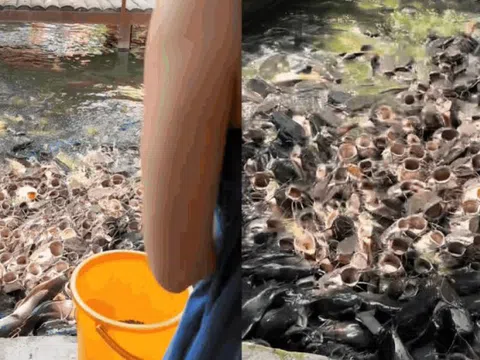 Video du khách cho cá ăn khiến hơn 10 triệu người "nổi da gà rần rần", hội sợ lỗ chỉ biết khóc thét