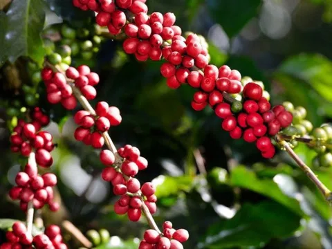 Mùa cà phê đang chín, giá sẽ 'ngọt' hay 'đắng'?