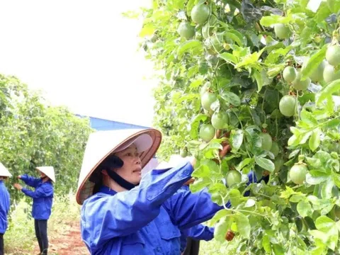 Dự thảo sửa đổi Nghị định 103/2024/NĐ-CP: Doanh nghiệp nông lâm vẫn gặp khó