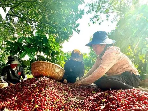 Cần cơ chế tháo gỡ cho các doanh nghiệp nông lâm ở các địa bàn khó khăn