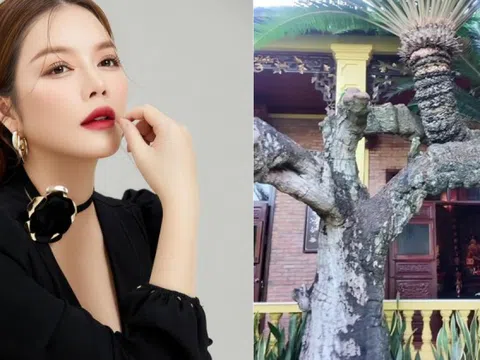 Loài cây độc nhất Việt Nam, siêu giá trị trong biệt phủ trăm tỷ, rộng 10.000 mét vuông của Lý Nhã Kỳ