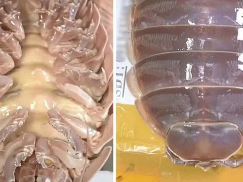 Loại hải sản "nhà giàu" cực đáng sợ ngay tại Việt Nam: Giá lên tới 4 triệu/con nhưng người khen kẻ chê
