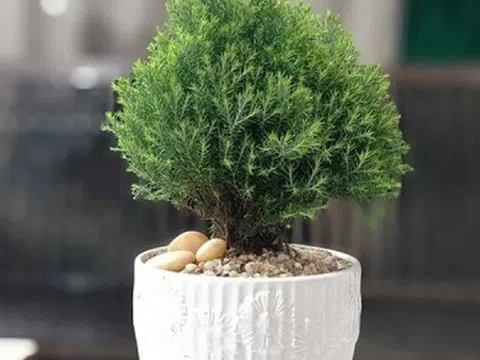 Trong nhà đặt 5 loại cây cảnh này, may mắn tăng nhanh, tài lộc vào như nước