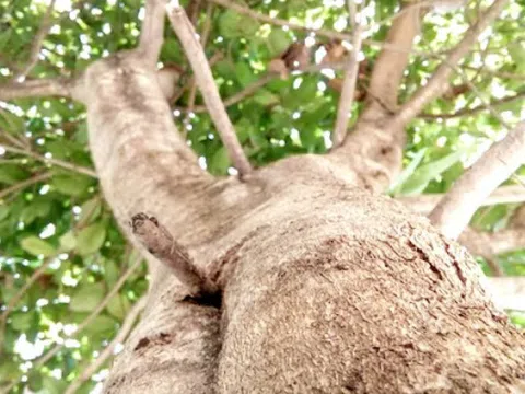 Ông bà dạy: Nhà có 3 cây này may mắn kéo dài, vừa sang vừa hút tài lộc, bảo sao người giàu thích mê