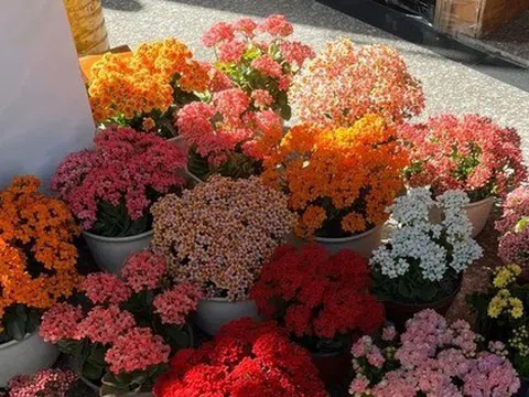 Người giàu bí mật trồng 5 cây cảnh trong nhà: Vận khí thăng hoa, "ăn sạch" bụi bẩn như chưa từng tồn tại